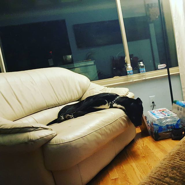 RaeLynBardon's tweet photo. This is so much better than the pound momma! #rescuedog #rescuedogsofinstagram #labsofinstagram #labmix https://t.co/ubwnvd36MR https://t.co/Sun1dZH2e4