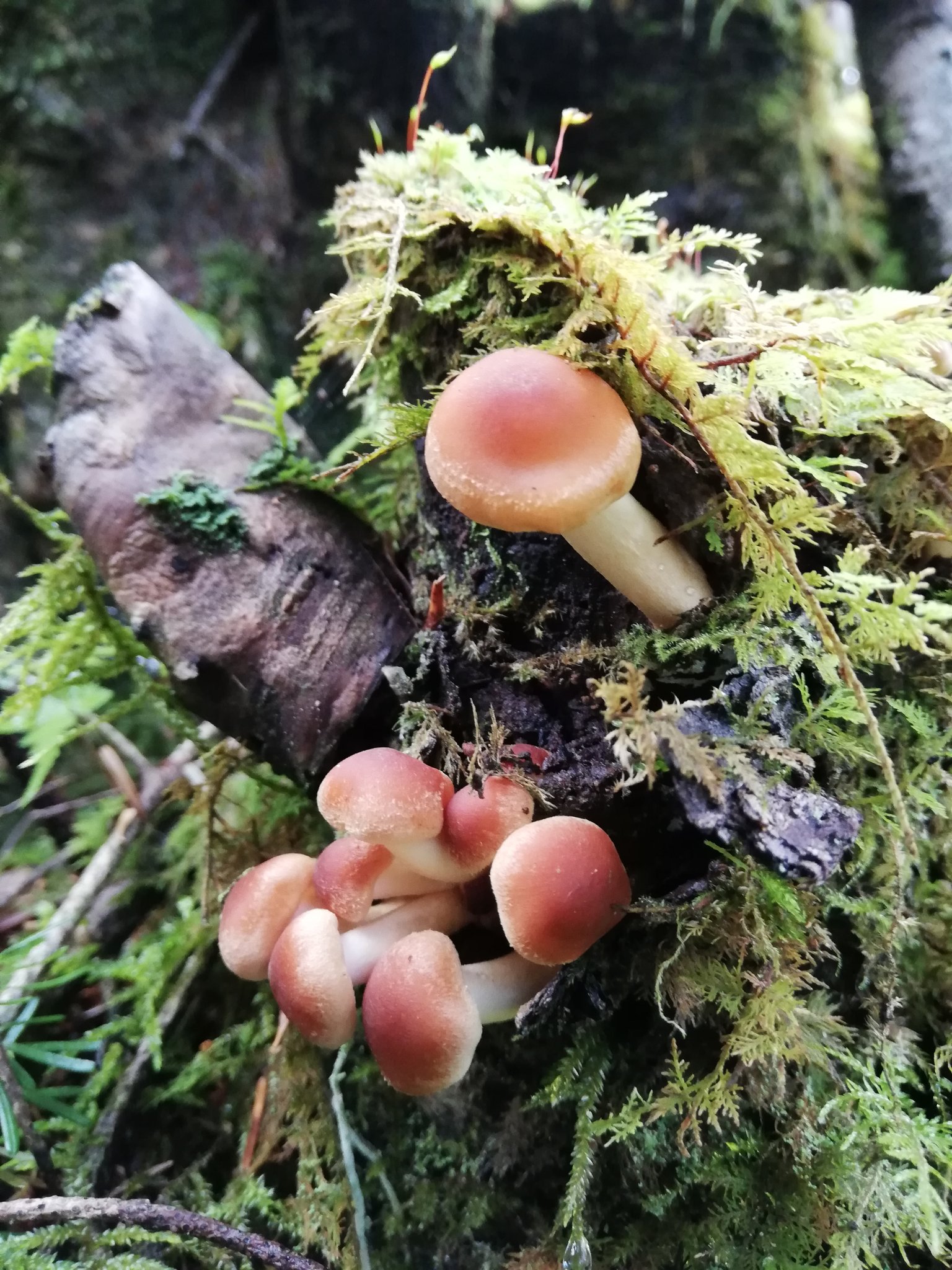 Eri Flower Mushroom Photographer 富士山きのこ 続き ナラタケ クリタケモドキ ツバアブラシメジ カノシタと誰か ナラタケ ぬるりんぼう きのこ キノコ Fungi Mushroom Mushroomsociety 菌活 寫眞倶楽部 Photography ふぉと ワタシノ Eri Flower Mushroom Photographer 富士山きのこ 続き ナラタケ クリタケモドキ ツバアブラシメジ カノシタと誰か ナラタケ ぬるりんぼう きのこ キノコ Fungi Mushroom Mushroomsociety 菌活 寫眞倶楽部 Photography ふぉと ワタシノ