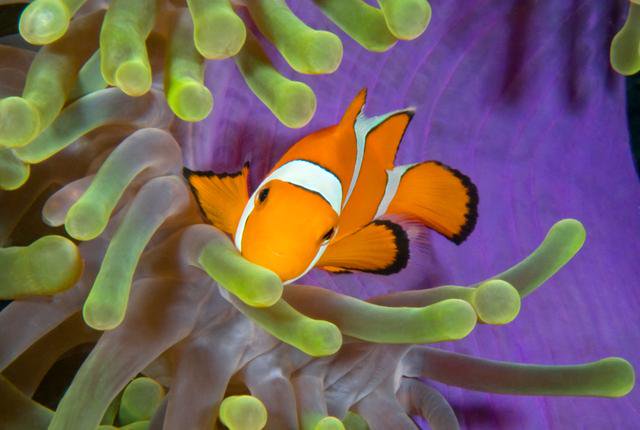 Fish With Amazing Talents bit.ly/2sibk11