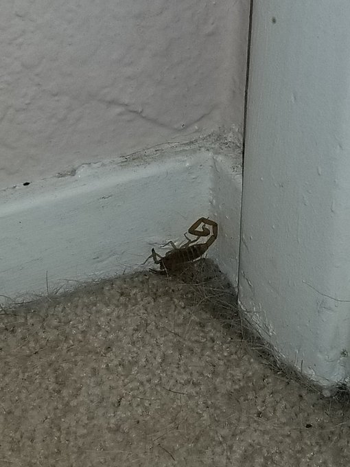 My dog was watching something for a while. Didn't realize it was a scorpion. Someone come kill it! https://t<a href="/tag/onmfc"class="tags"><span>#onmfc</span></a>