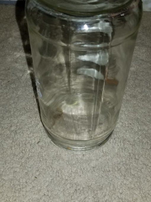 My dog was watching something for a while. Didn't realize it was a scorpion. Someone come kill it! https://t<a href="/tag/onmfc"class="tags"><span>#onmfc</span></a>
