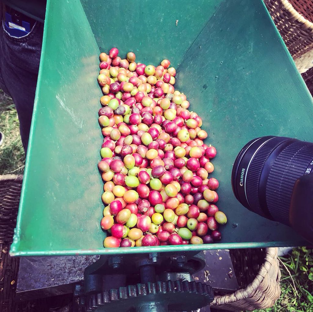 UniagustOficial's tweet photo. #Huella2018 se dejó contagiar por el paisaje cafetero. Conociendo paso a paso el proceso del café, una experiencia única e inolvidable en @cafeentremon @HuellaBogota #Salamina https://t.co/FXtRPijRJD