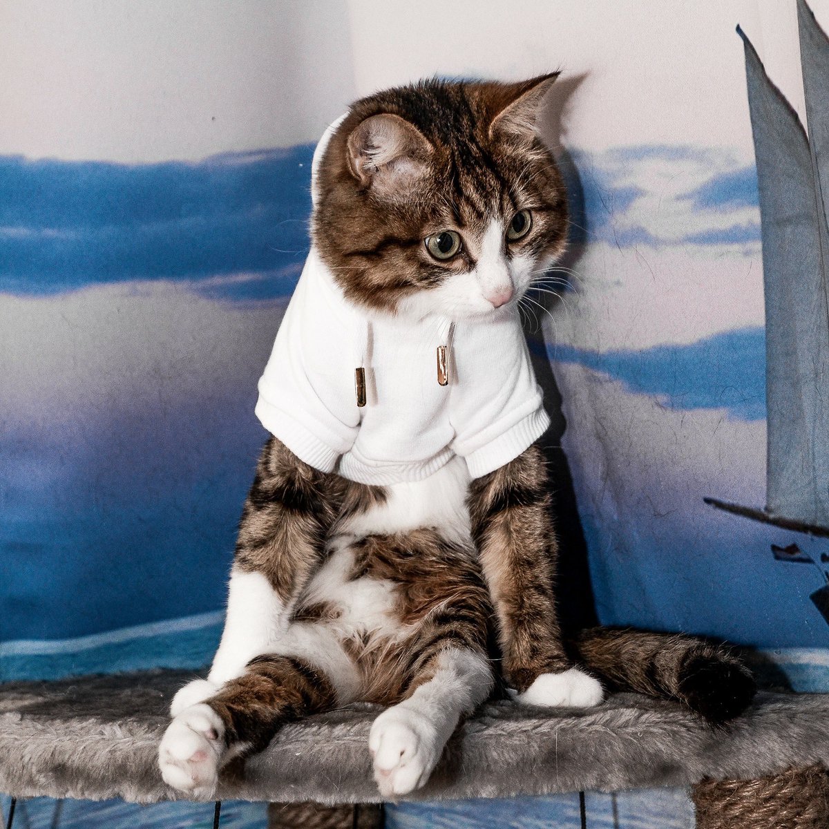 Natural22463702's tweet photo. Rexie is a handicapped cat with only two working legs. He lives his life to the fullest because disability does not mean inability. https://t.co/49WAJNgtpn