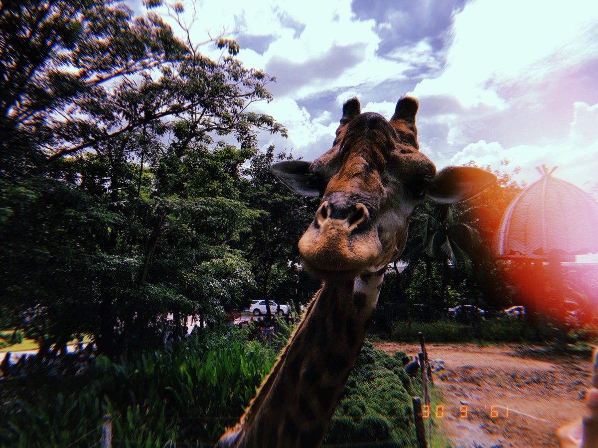 Jingjolenyo's tweet photo. ปิดเป็นที่เรียบร้อยแล้ว #เขาดิน #สวนสัตว์ดุสิต #Dusitzoo https://t.co/YAfiLmUsrU