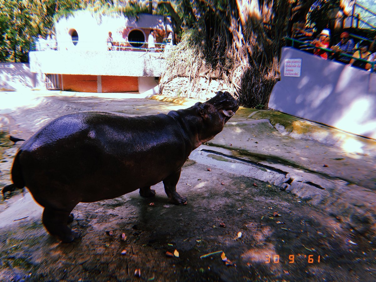 Jingjolenyo's tweet photo. ปิดเป็นที่เรียบร้อยแล้ว #เขาดิน #สวนสัตว์ดุสิต #Dusitzoo https://t.co/YAfiLmUsrU