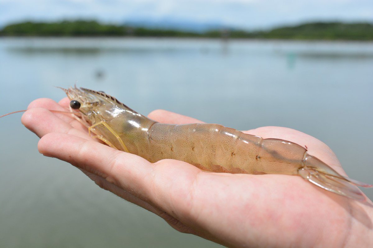 IPacuicultura's tweet photo. . @BioMarGroup  trabaja con los productores para crear un #camarón premium https://t.co/ZLnqxi2sb8 
 #acuicultura #langostino #GOAL2018 @GAA_Aquaculture @BioMar_Ecuador https://t.co/lZJON7ZdrU