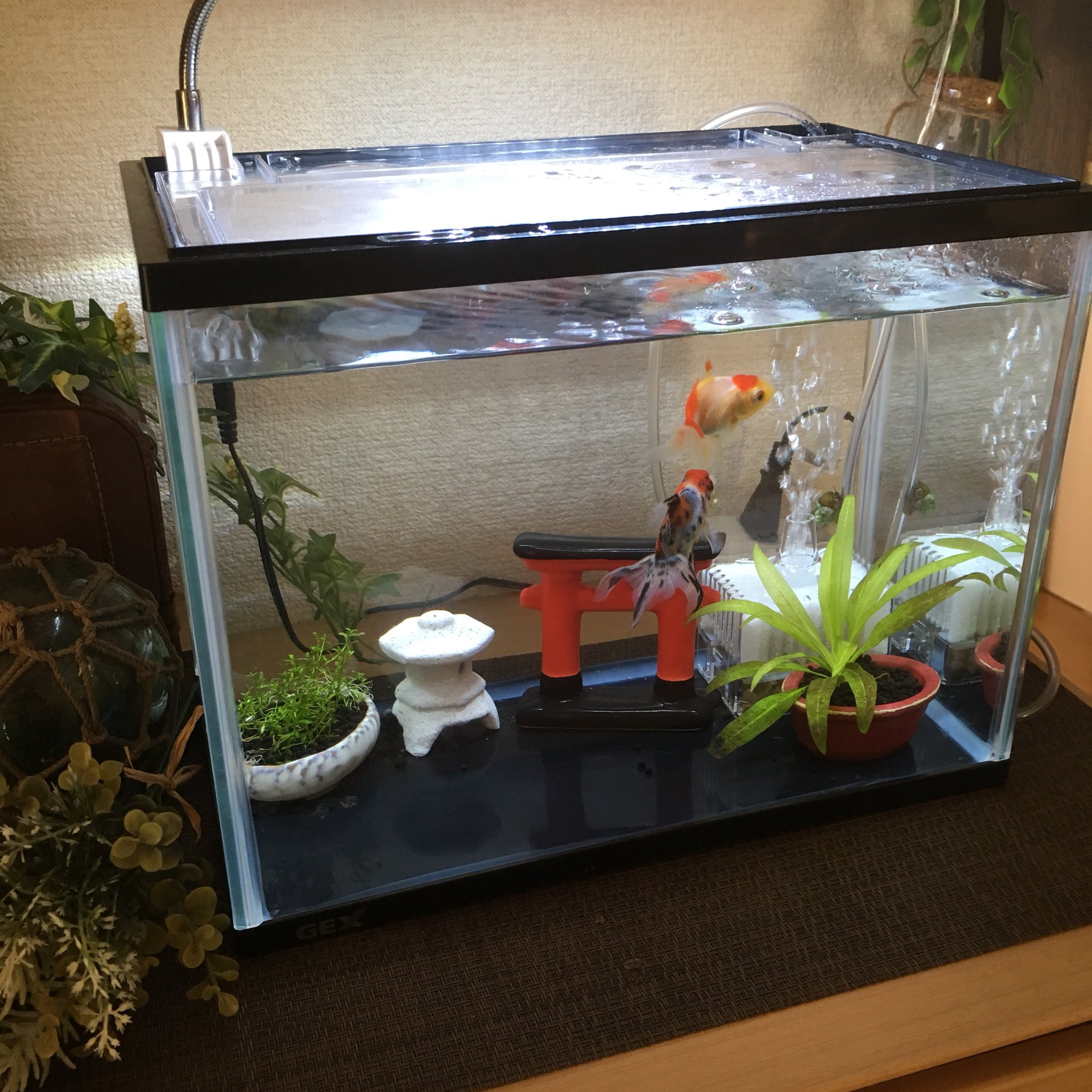 勢州のサキ 弥富に行ってきました 玄関に置いた小型水槽で飼う金魚をお迎え 東錦とオランダ獅子頭 かわいい T Co Chlkbzlgvb Twitter
