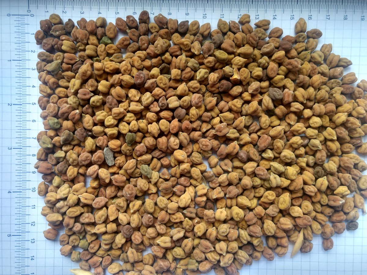 vibgyorteam's tweet photo. VIBGYORTEAM, PULSES #EXPORT #IMPORT #PULSESIMPORT #PULSESEXPORT #DESICHICKPEAS #BROWNCHICKPEAS #BLACKCHICKPEAS

pulses@vibgyoragro.com
+919978940091
+918980009894 https://t.co/Sjg8QSdCeO
