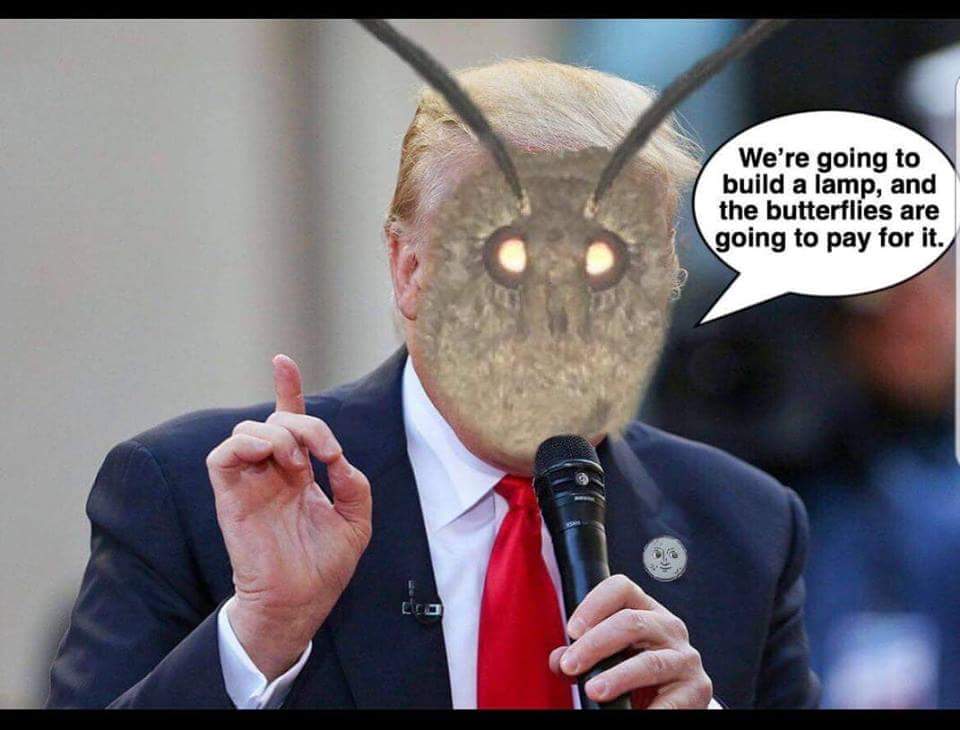 Sleepyjean67's tweet photo. I usually get annoyed with a lot of repetitive memes but Im sorry i love the moth/lamp ones ones. #mothmemes #mothlamp https://t.co/NjdFRO3YI8