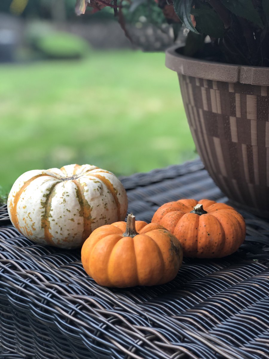 mariauxiangola's tweet photo. Good morning!
#October #Tinypumpkins 🎃 https://t.co/Dt3lu2LhN1