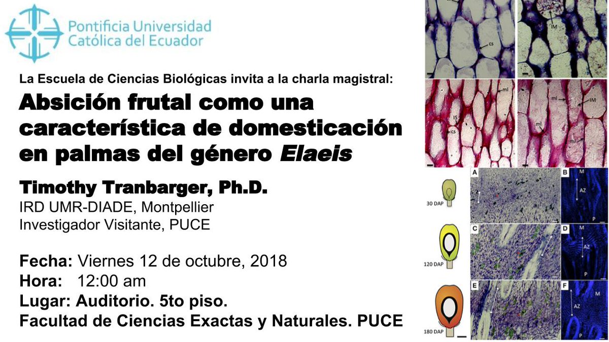 cienciapuce's tweet photo. Charla magistral sobre #Absición frutal y domesticación en #palmas, por Timothy Tranbarger @ttranbar del @ird_fr y la @PUCE_Ecuador Este viernes 12 de octubre. @ScienceEc @Cienciabajolupa @Ecienciaespe @AmbientalUDLA @upsalesiana @EPNEcuador @INIAPECUADOR @Ambiente_Ec https://t.co/4ISI21sQ98