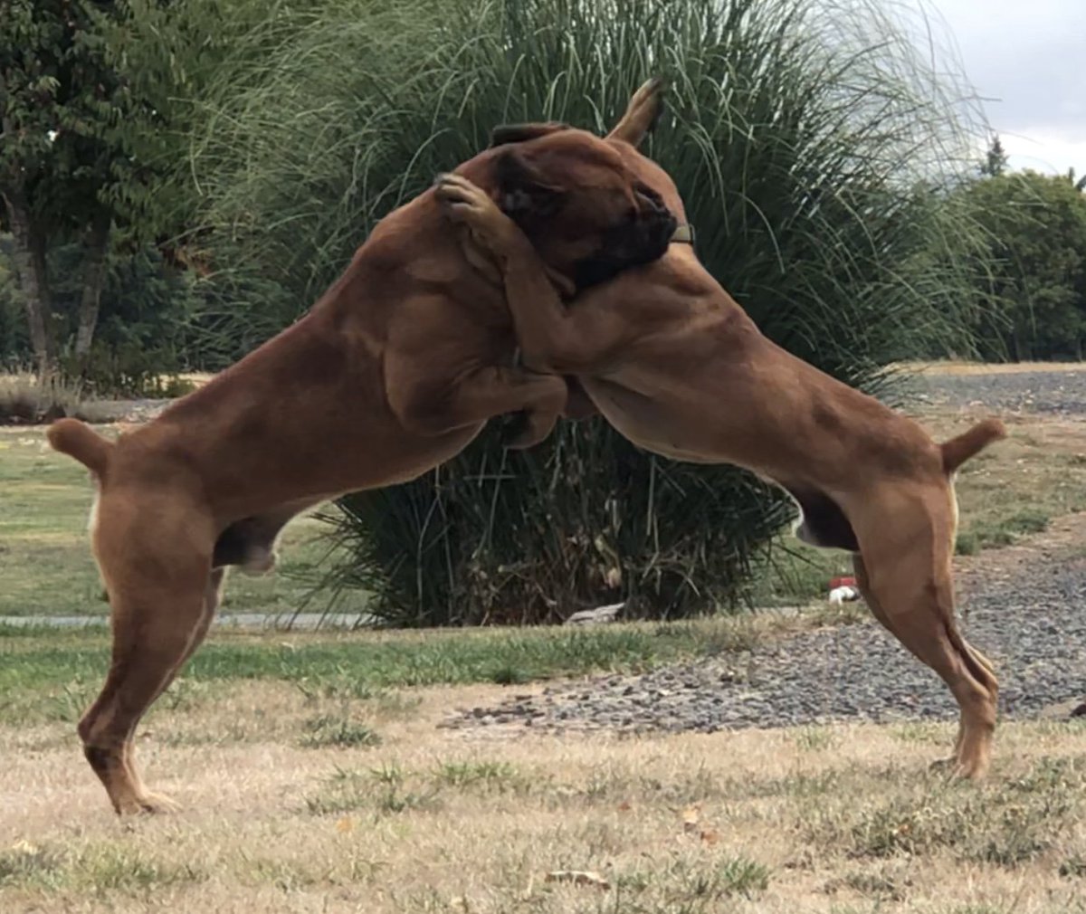 Fuller boerboel sale