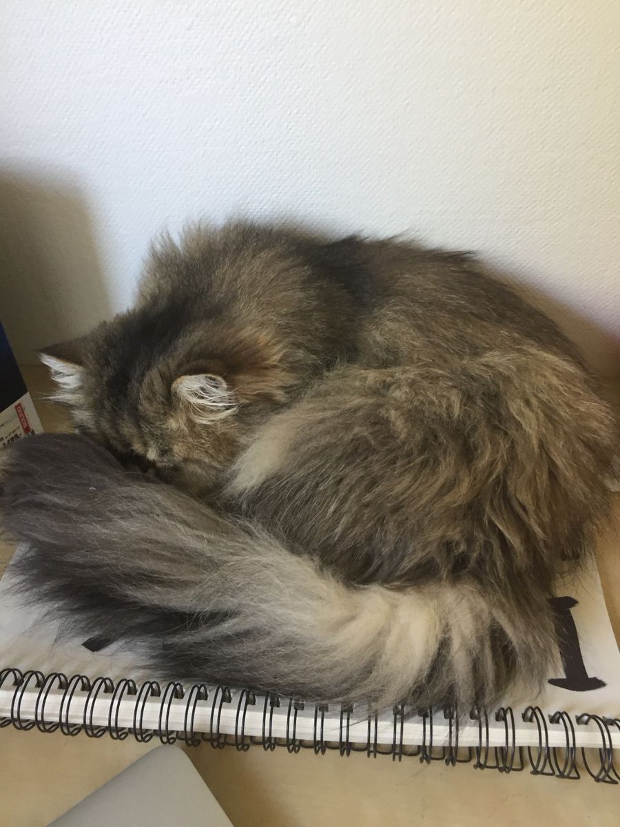 TheRealHBD's tweet photo. We may be really excited for the release of our first single #CoffeeGoneCold. Wilma on the other hand is getting tired of our constant hype. So she's doing what she does best: Sleep on it.
#HereBeDragons #Cat #FirstSingleOutNow #FolkMusic #FluffAndStuff https://t.co/jgE6eYCwfk