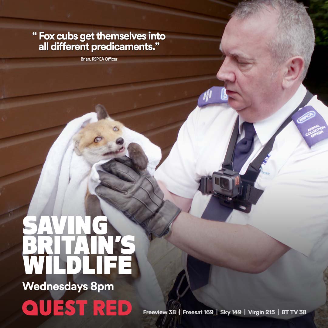 SaveWildlifeTV's tweet photo. Smile! you're one cute π¦
@RSPCA_official @QuestRedtv
Watch Saving Britain's Wildlife on @QuestRedtv
Wednesdays 8pm
Freeview 38, Freesat 169, Sky 149, Virgin 215.
#savebritwild #wildlife https://t.co/kY3I2ShlnW