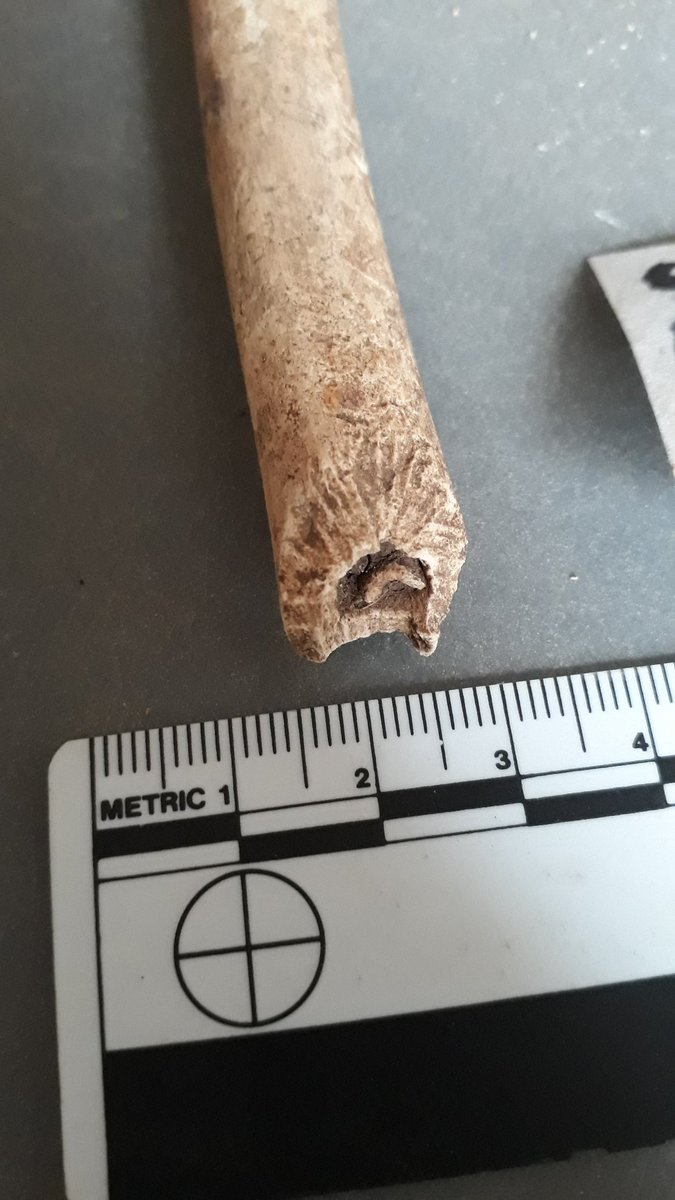 littlebonelady's tweet photo. Zooarchs! Have some delightfully decorative rodent gnawing for your Monday afternoon. 2000+ years old. https://t.co/eB01jZZkqR