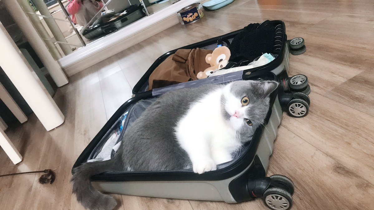 dingdingran's tweet image. 把我也装箱带走好不啦😋