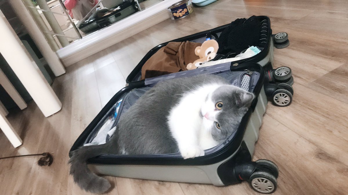 dingdingran's tweet image. 把我也装箱带走好不啦😋