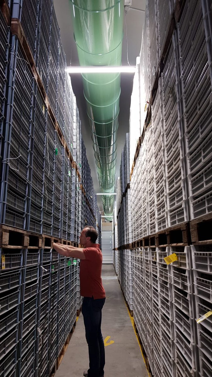This year's harvest is nearly done and we're really happy with the quality. The grapes for the Amarone are drying nicely in their trays, under the watchful eye of winemaker, <a href="/MattThomsonWine/">Matt Thomson</a>... #italianwine #harvest2019