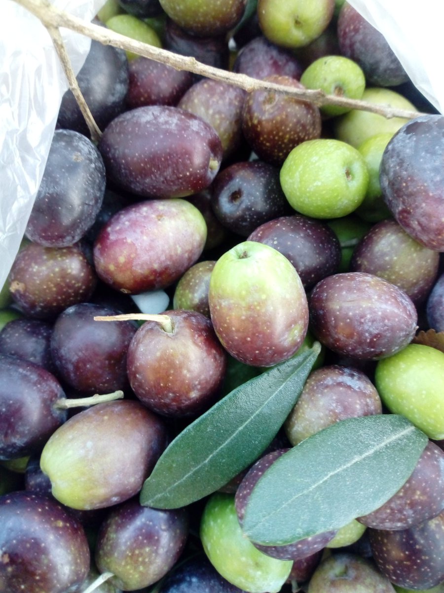 GioveStarlight's tweet photo. In attesta della raccolta #starlight_giove #Umbria #olive https://t.co/xskem4jWTJ