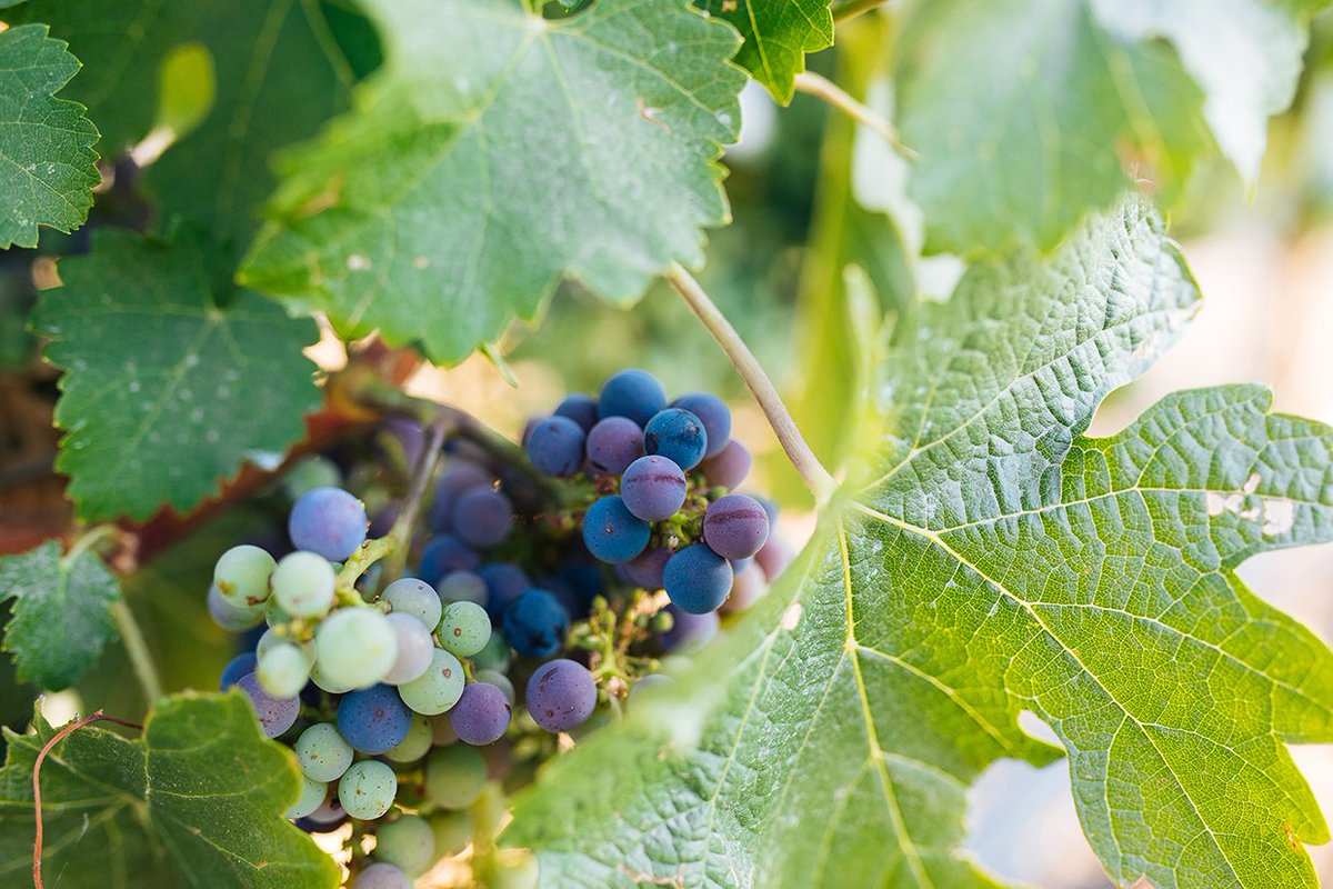 RoundPondEstate's tweet photo. Did You Know...? 
Grapes are commonly referred to as “fruit,” but botanists technically classify grapes as berries since each fruit forms from a single flower! 🍇🍇🍇
.....................
#napa #winelover #vines #grapes #vineyard #fruit #napavalley #visitnapavalley https://t.co/blRWfz9t69