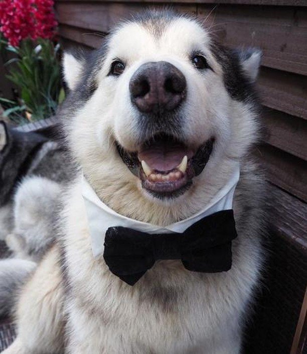 Quando arrivi all'appuntamento e lui è più bello dal vivo che su Tinder 😉
.
.
Credit: @lifewithmalamutes
.
.
.
#malamutes #alaskanmalamute #bigdog #cane #cagnolone #beauty #bellissimo #funny #loveit #picoftheday ift.tt/2QzY688