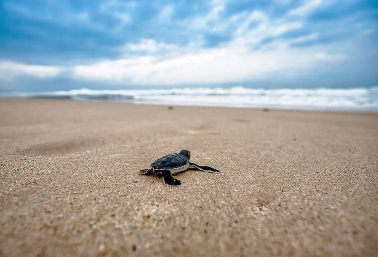 The Best Places In The World To Dive With Turtles! #Travel #Turtles aminearlythereyet.com/the-best-place…