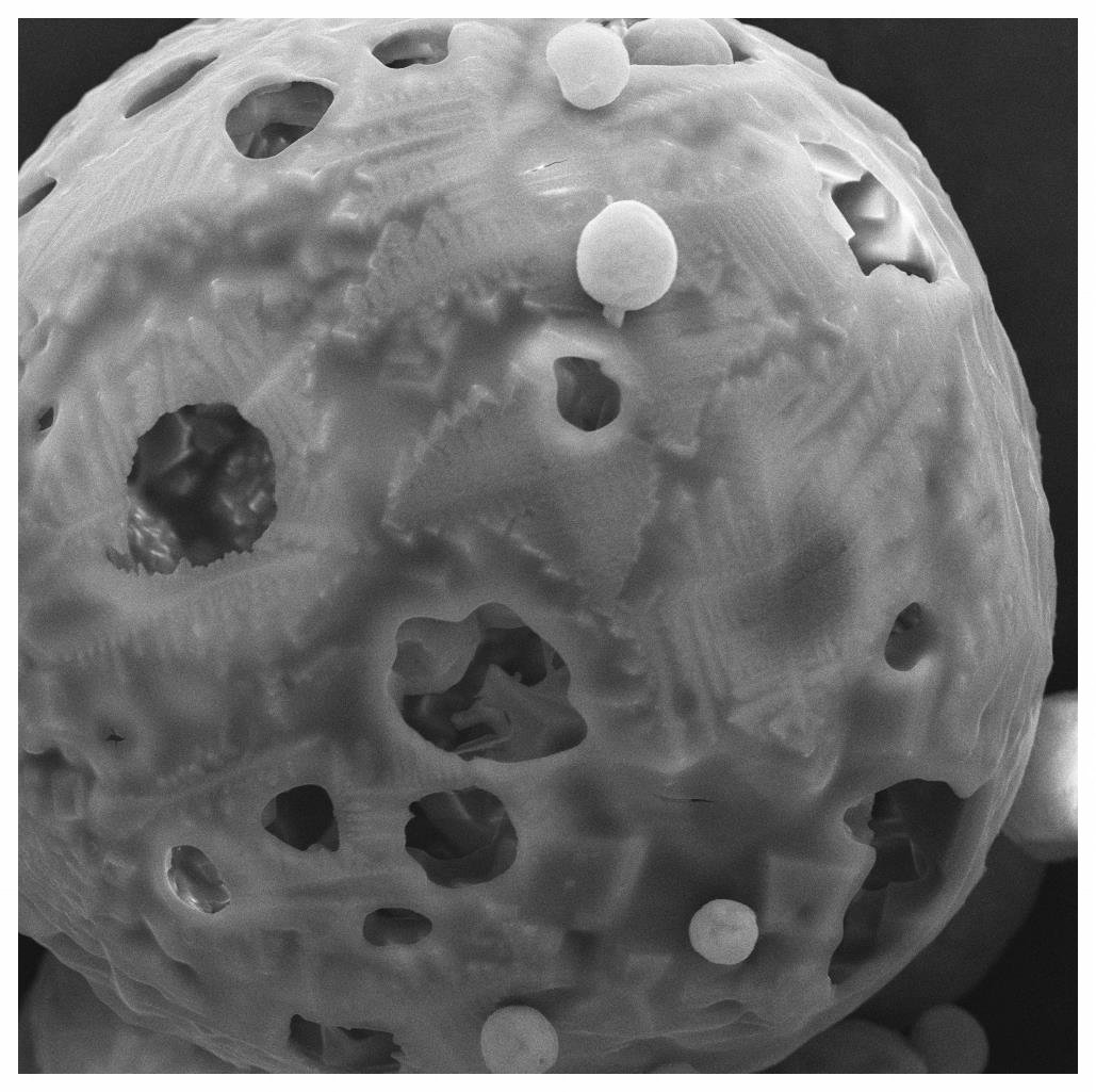 GatewayTweets's tweet photo. Here's an SEM image to "spice up" your Monday. This image was taken of seasoning salt at 20,000x magnification 🔬#microscopy https://t.co/hrT2SdPKNr