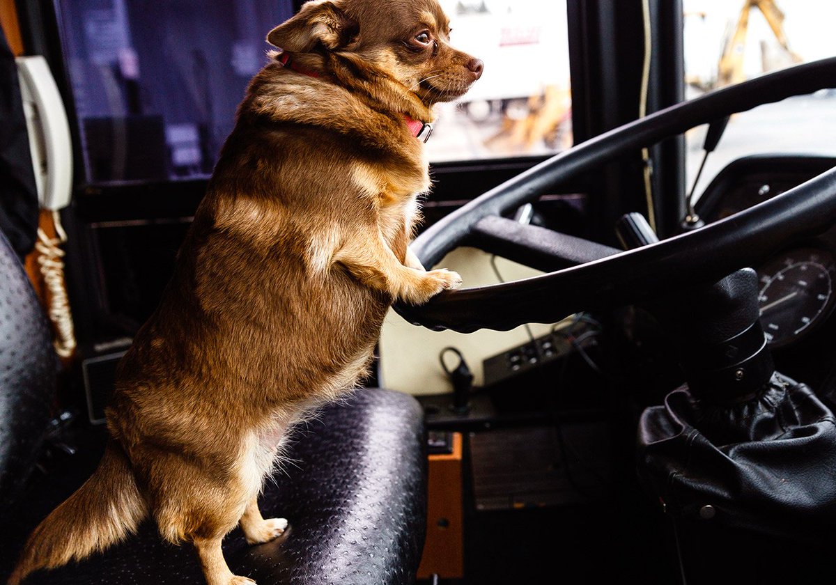 Можно с собакой в автобус. Собака в автобусе. Собака в маршрутке. Звери в автобусе. Собака ездит в автобусе.