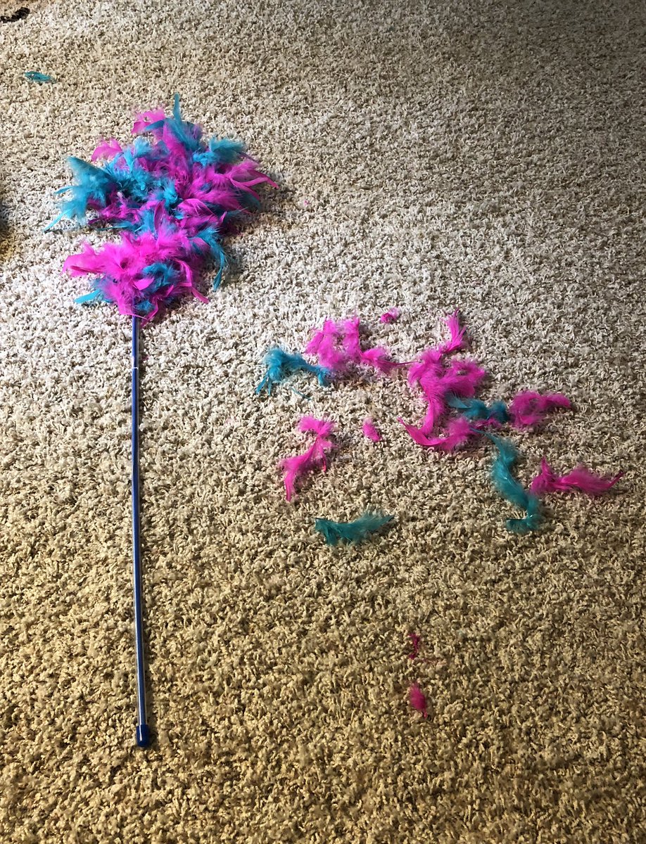 taradublinrocks's tweet image. Hi @JacksonGalaxy is there a feathered toy that can withstand my Crosby? Because he loves them &amp;amp; destroys them in an hour &amp;amp; I’ll go broke if I have to keep buying these things for him #CatMomProblems #Catification #CatifyToSatisfy