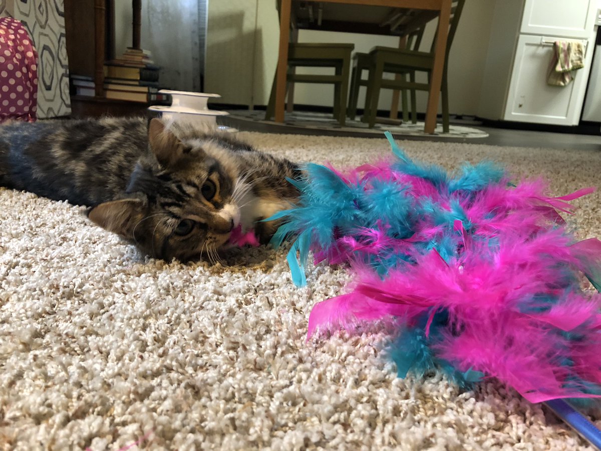 taradublinrocks's tweet image. Hi @JacksonGalaxy is there a feathered toy that can withstand my Crosby? Because he loves them &amp;amp; destroys them in an hour &amp;amp; I’ll go broke if I have to keep buying these things for him #CatMomProblems #Catification #CatifyToSatisfy
