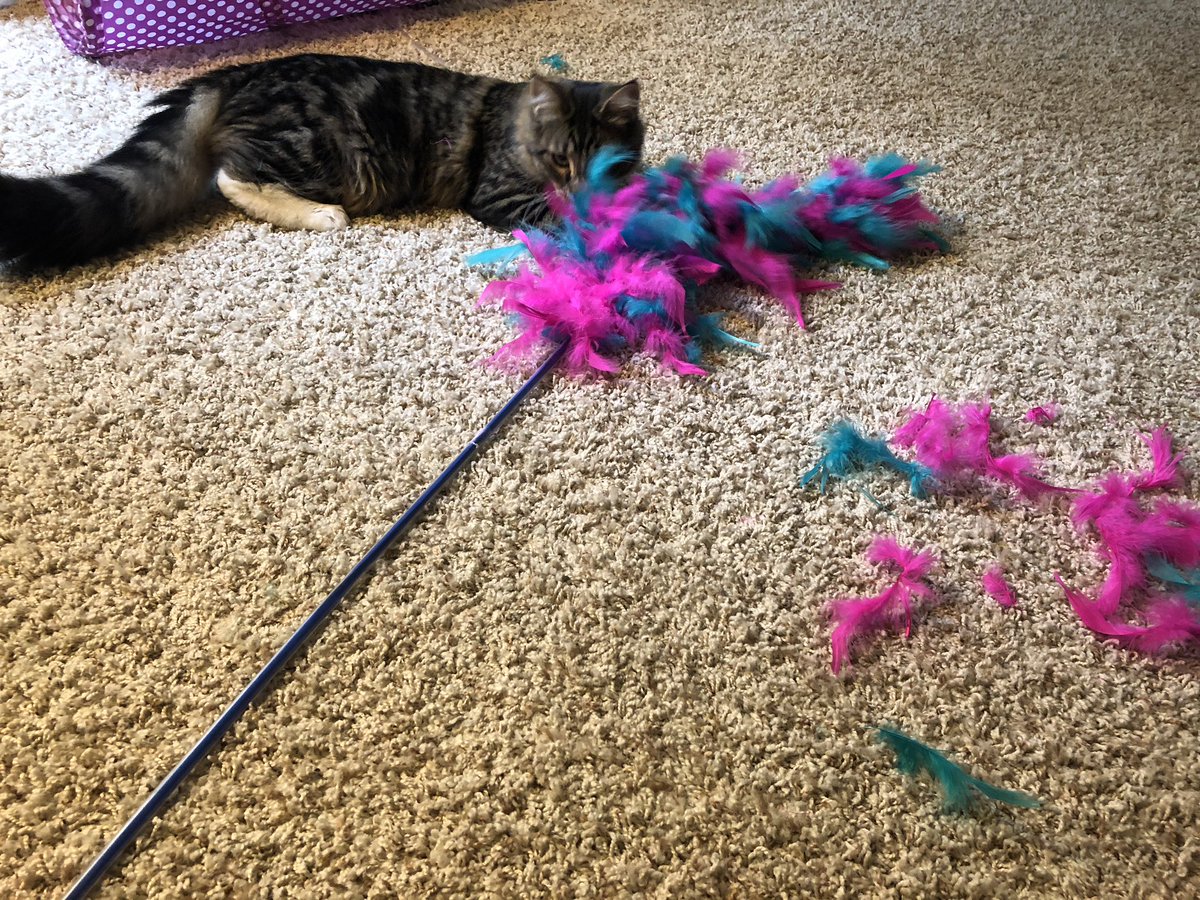 taradublinrocks's tweet image. Hi @JacksonGalaxy is there a feathered toy that can withstand my Crosby? Because he loves them &amp;amp; destroys them in an hour &amp;amp; I’ll go broke if I have to keep buying these things for him #CatMomProblems #Catification #CatifyToSatisfy