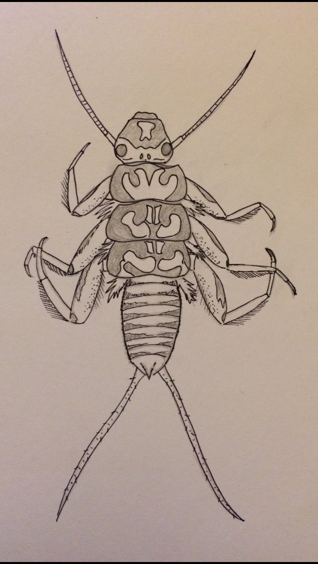 Eleri_Pritchard's tweet photo. Thought I’d give #Inktober a go.. Inspired by my #invert ID, I’ve attempted to draw one of my favourite species so far, #Perla #bipunctata 🔬🖋 #inkvertebrate https://t.co/rpA4O5G0kq