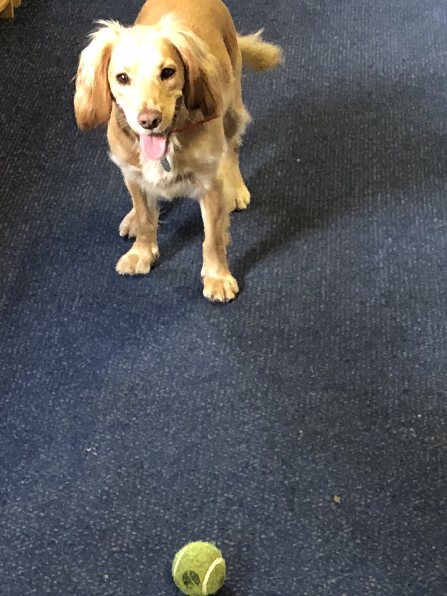 LTheschooldog's tweet image. Love to greet BCI staff with a ball!!! #HappyMonday #throwtheball #schooldog #rotherhamiswonderful 🤣