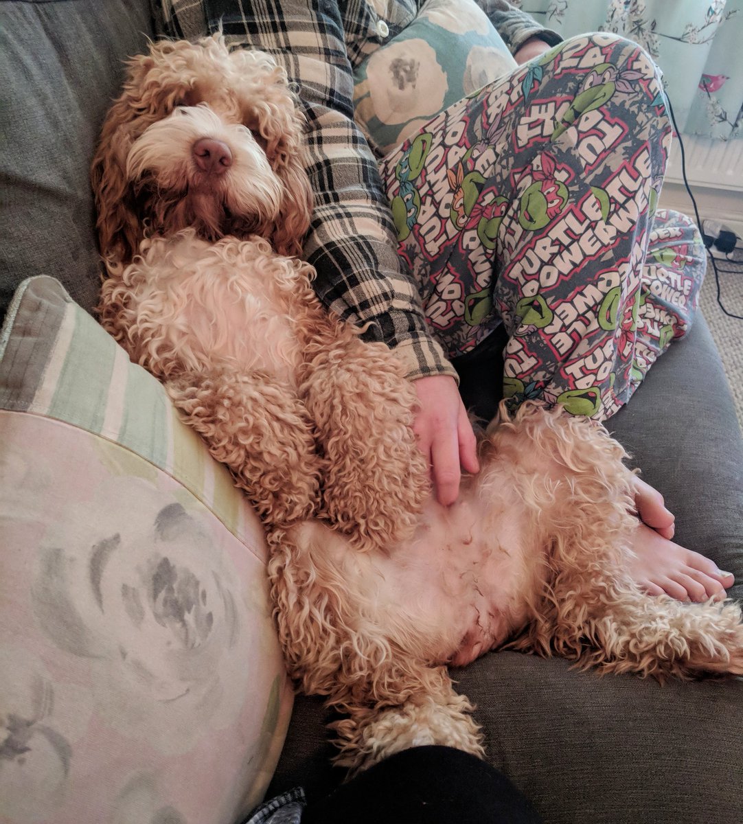 Cockapoo_pops's tweet image. Can it not be Sunday again? #CHILLING