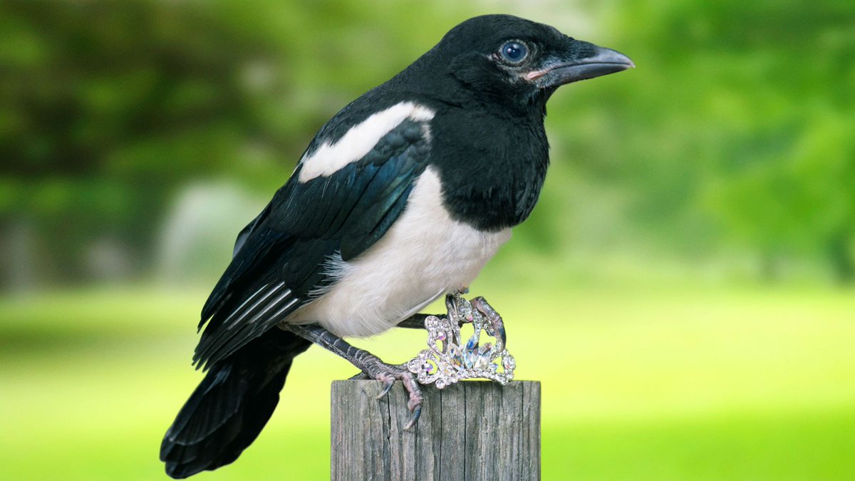 Magpie Worried Mate Only Interested In Him For Collection Of Shiny Objects trib.al/znCYdEd