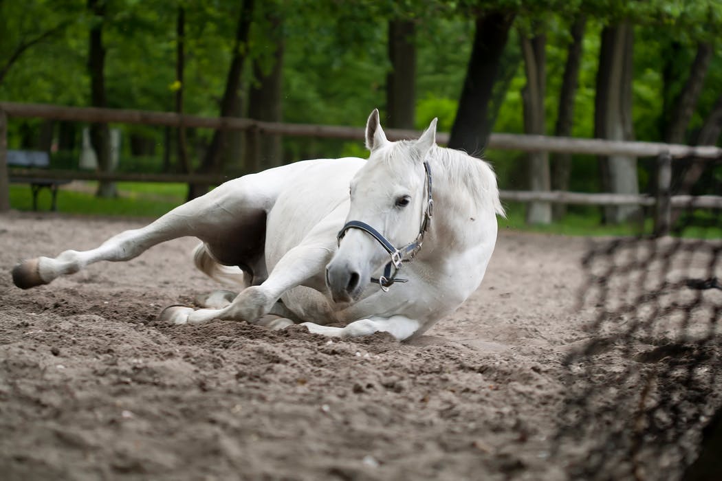 Redmond Equine tweet media