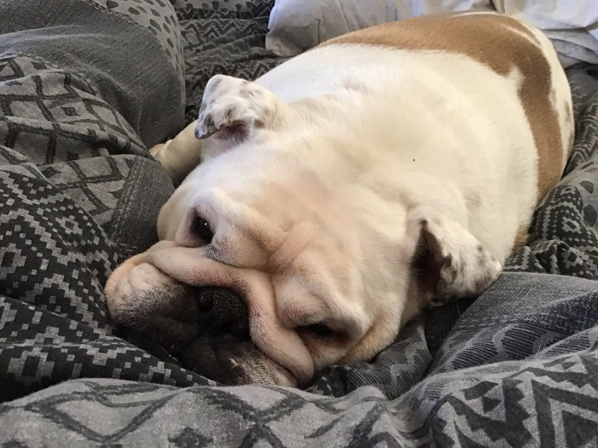collectibulldog's tweet photo. I spend #time waiting about but I does #follow all back yous #decent enough to #send one so it’s only #fairdoos https://t.co/rbgWC7UCWU