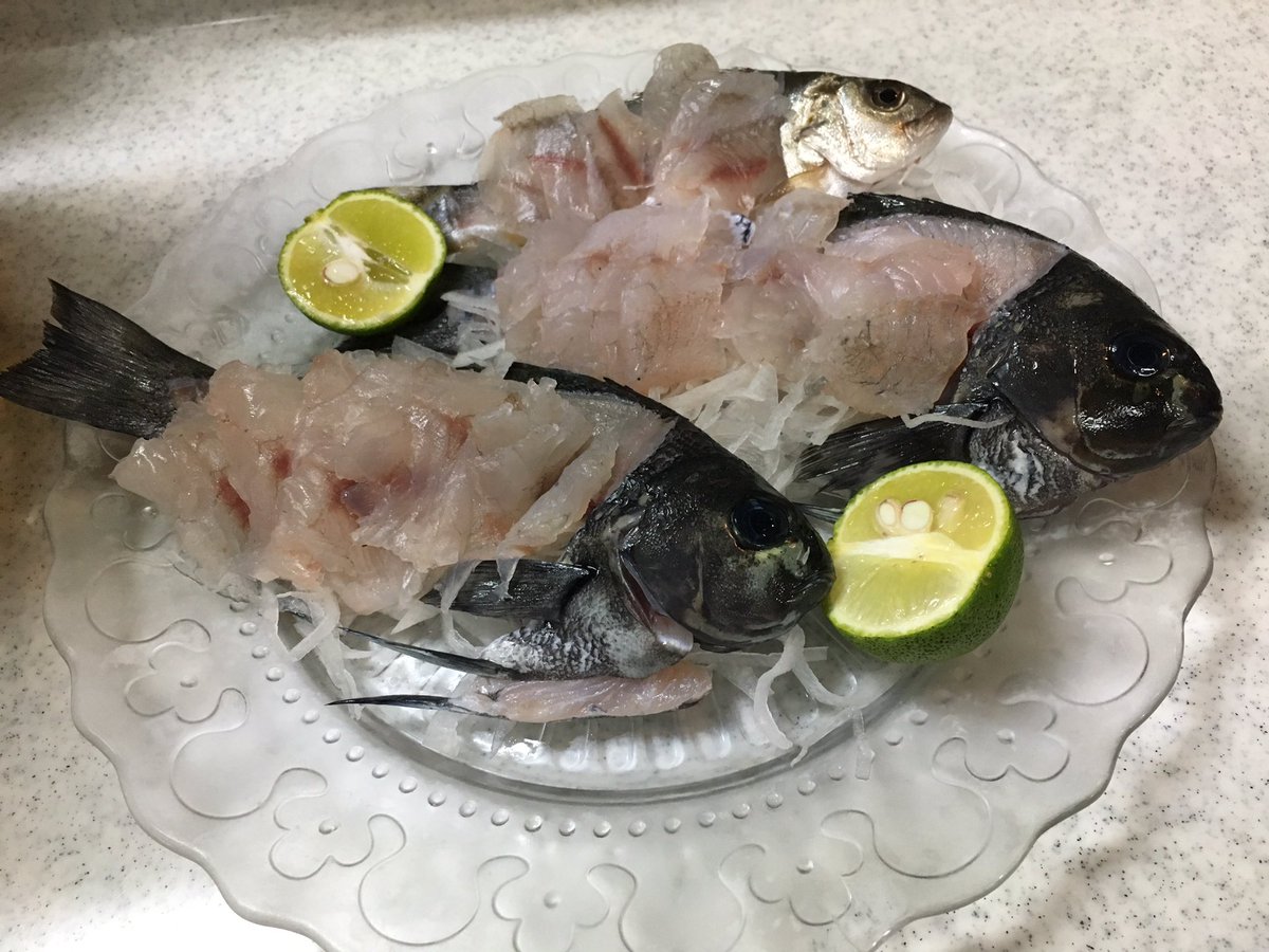 魚河岸 釣り 料理 メジナ2匹とコトヒキを刺身にしてみた コトヒキは河口付近で釣ったから臭いのかなと思ったけどアジみたい身で美味しかったです メジナは弾力があり安定の美味しさでした