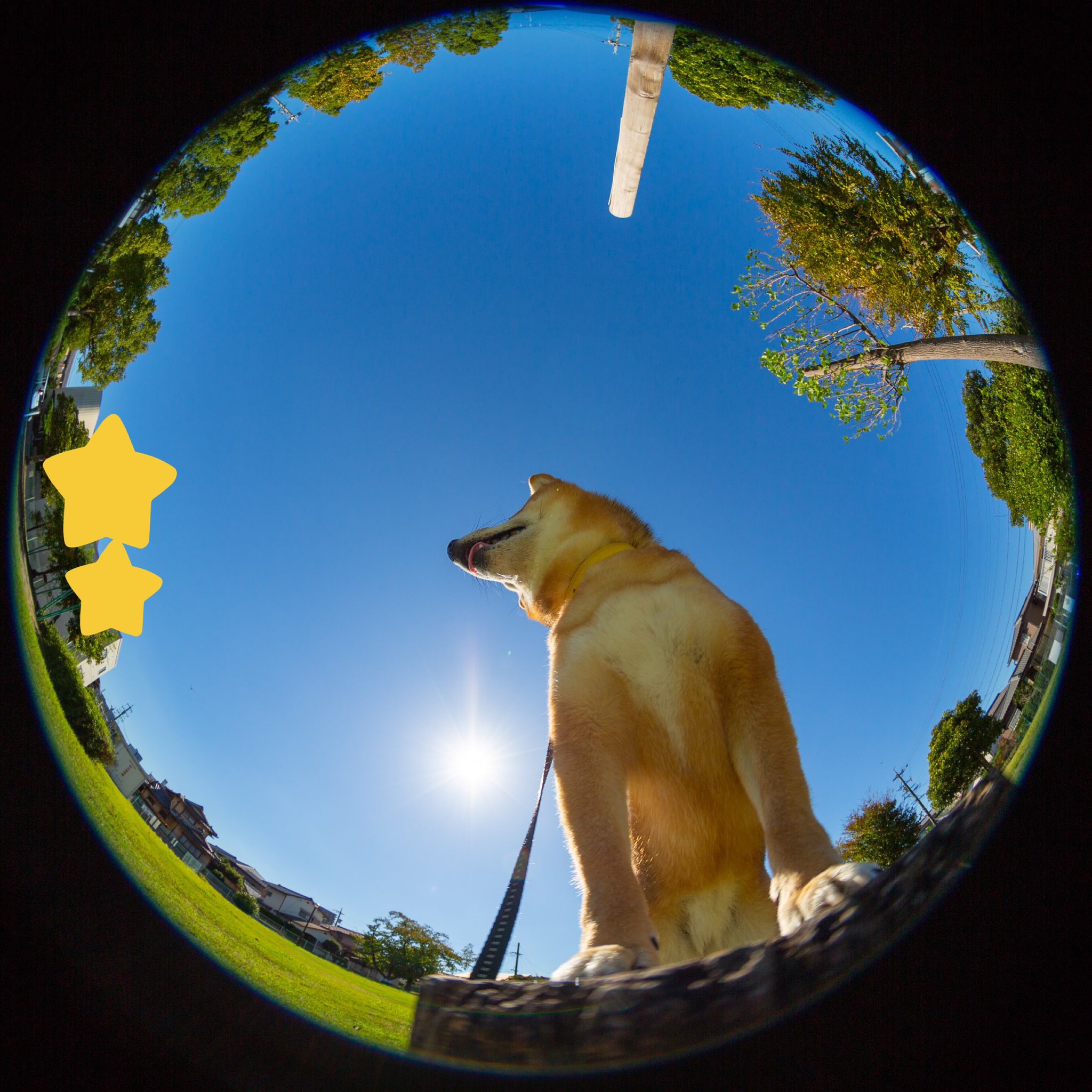Mageo 今朝のおさんぽ 魚眼レンズで魚眼犬で変な顔 帰りに空を見上げたら7本の飛行機曇が 山口県のイベントで出動してたブルーインパルスが帰るところだったみたい 青空に映えてカッコいい Mageo 今朝のおさんぽ 魚眼レンズで魚眼犬で変な顔 帰りに空を見上げたら7本の飛行機曇が 山口県のイベントで出動してたブルーインパルスが帰るところだったみたい 青空に映えてカッコいい