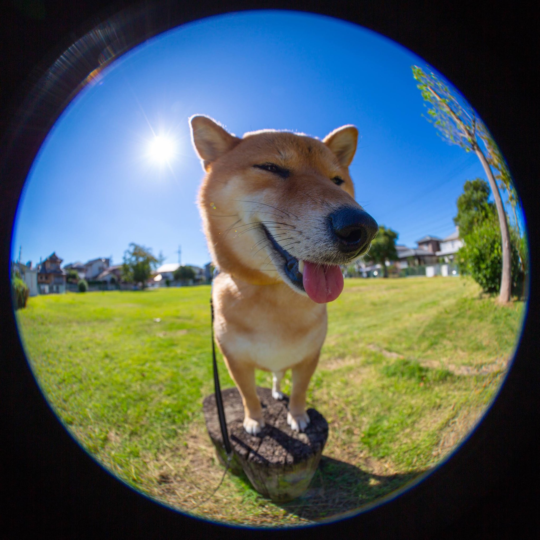 Mageo 今朝のおさんぽ 魚眼レンズで魚眼犬で変な顔 帰りに空を見上げたら7本の飛行機曇が 山口県のイベントで出動してたブルーインパルスが帰るところだったみたい 青空に映えてカッコいい Mageo 今朝のおさんぽ 魚眼レンズで魚眼犬で変な顔 帰りに空を見上げたら7本の飛行機曇が 山口県のイベントで出動してたブルーインパルスが帰るところだったみたい 青空に映えてカッコいい