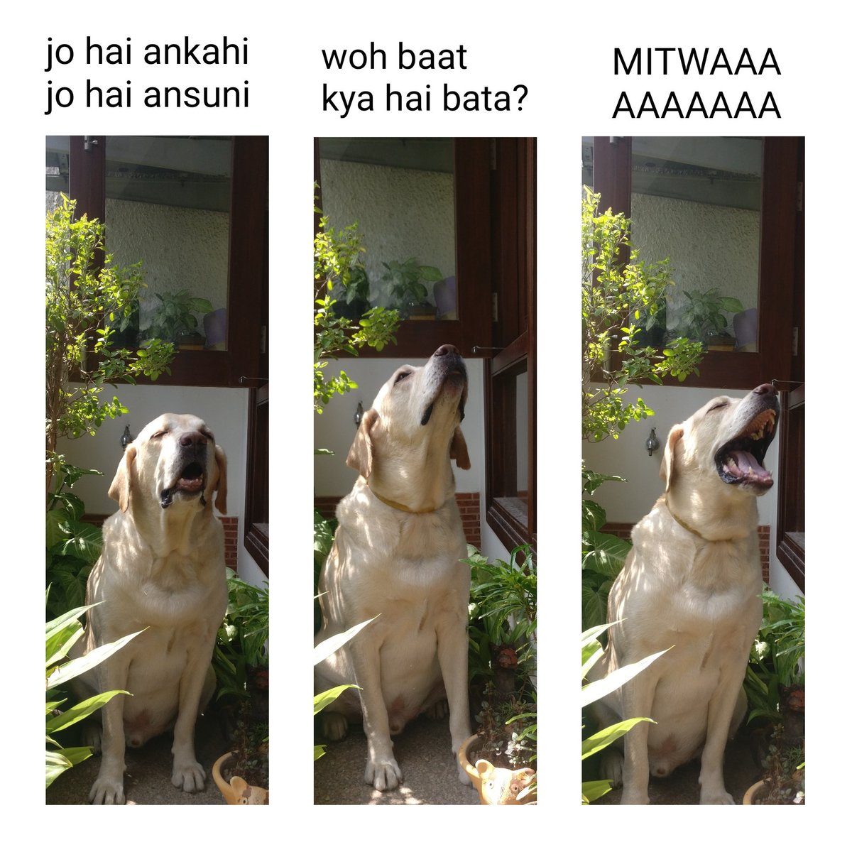 sreoo_em's tweet image. Thanks @BuzzFeedIndia for the inspiration. Gotta give you guys due credit. I had to do this with my dog&apos;s photos 😂🔥