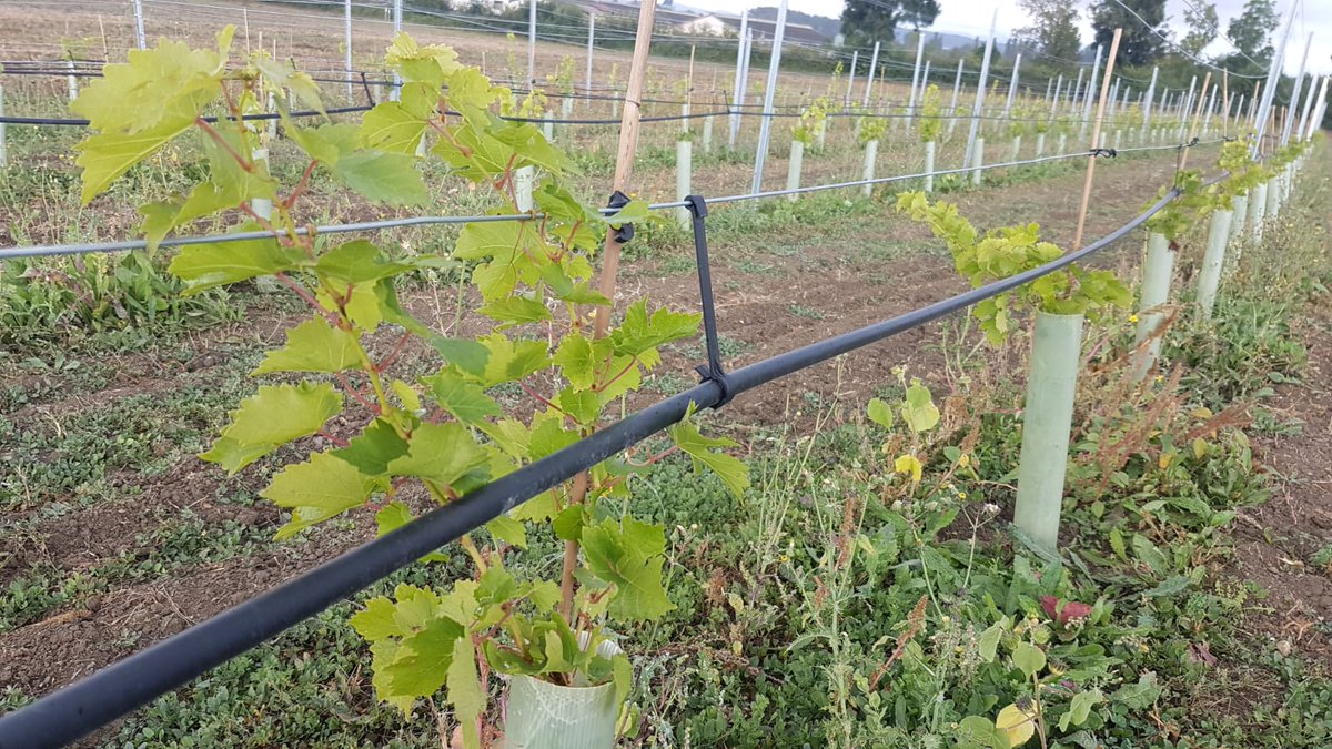 VCR_Esp's tweet photo. Ensayo de variedades de vid resistentes a enfermedades de Vivai Cooperativi Rauscedo, en Álava, en colaboración con Neiker #itsinournature https://t.co/gOACYnloTS