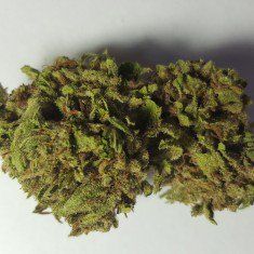 KoolMJTeam's tweet photo. Super Blue Dream strain is a cross between the extremely resinous Super Silver Haze and Blue Dream.
.
.
https://t.co/hDQp35FLix #superbluedream #cannabis #hybrid #strain #koolmj #supersilverhaze https://t.co/lXfhaB3VXI
