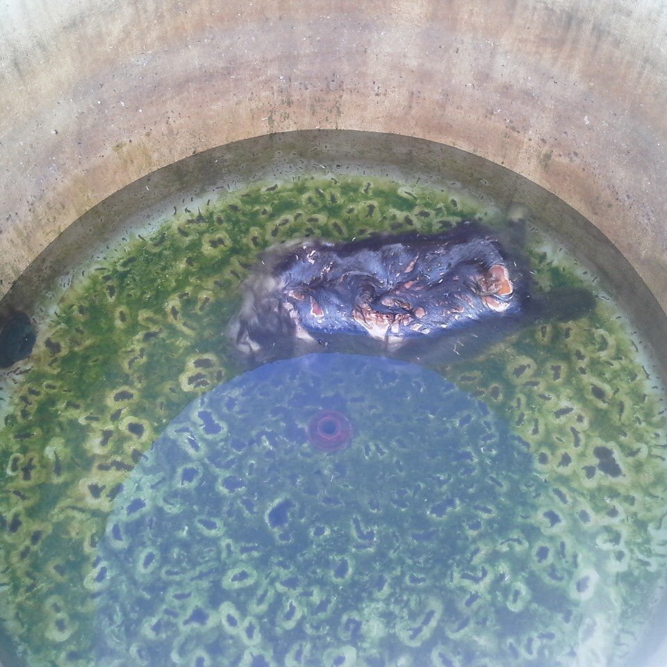 tanqueslimpios1's tweet image. #EstaBueno evitar que los controles de tanques de agua queden desregulados. No queremos consumir #agua que proviene de tanques como los de estas imágenes. Exigimos #salud. Firmá acá la petición y digamos #TanquesLimpiosSí. #FelizLunes #BuenLunes 👇
change.org/search?q=tanqu…