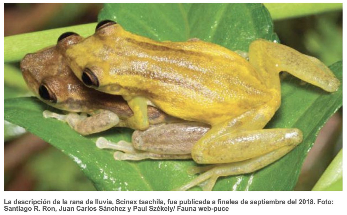 bioweb9's tweet photo. Ecuador alcanza las 600 especies de anfibios: https://t.co/sqeNcywdJ1 https://t.co/f8kTNjMu3Q