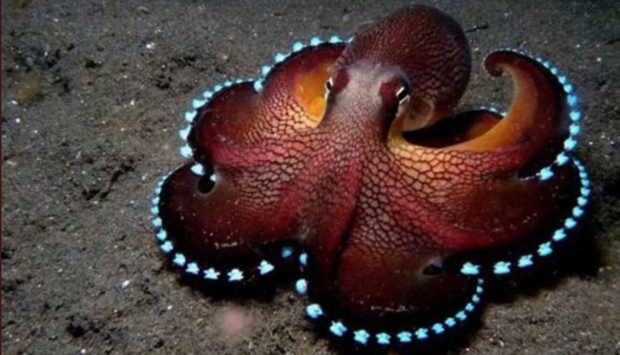 Ocean Conservancy tweet media