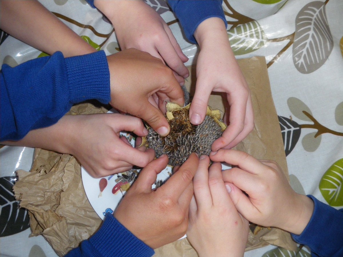 VoyagerClass's tweet photo. @normanbyspital harvesting our sunflower seeds!!! https://t.co/dbtiG3J0of