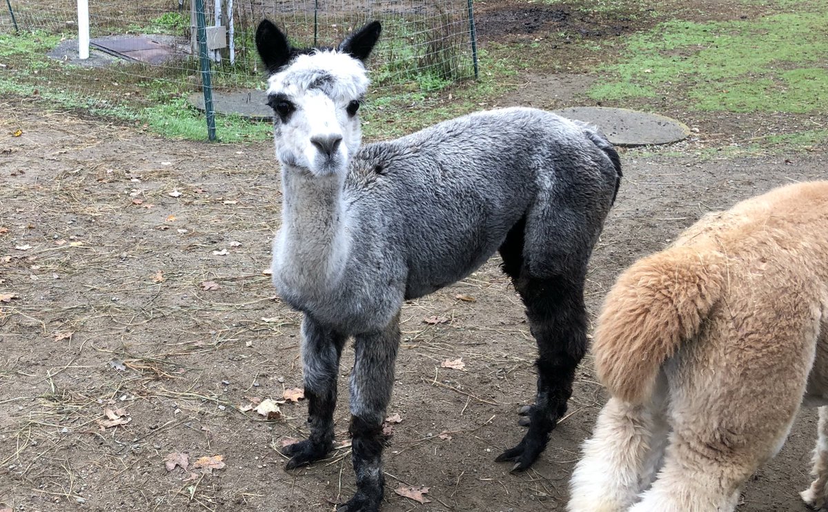 MarcHurBoston's tweet image. “You lookin’ at me?”

#quechee #vt #alpaca