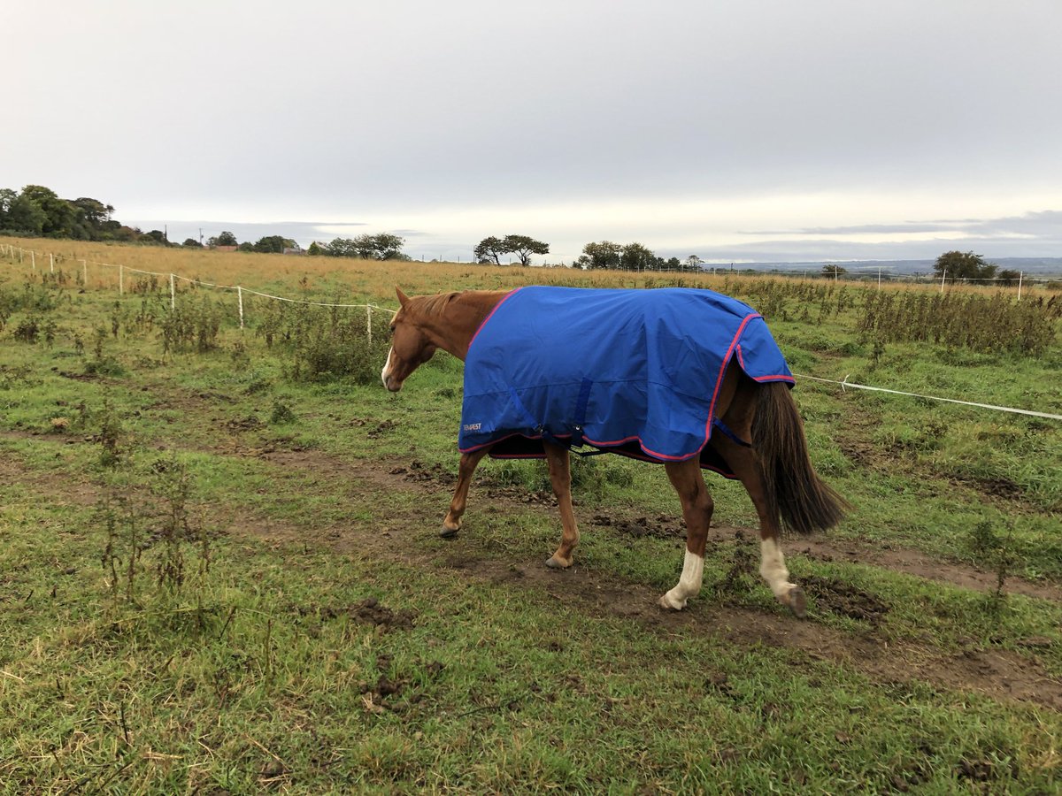 New snuggly rug for his Autumn holidays #LoveYourRoR #FedonTopSpec #Fraggle #versatileracehorses
