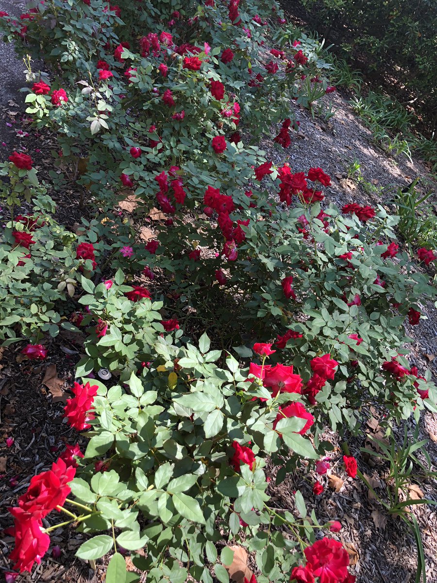 Renu Khator On Twitter Good Morning Red Roses On Campus In